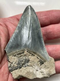 Zub Megalodon (Otodus megalodon), 9,9cm Predane - 4