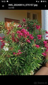 Oleander - 4