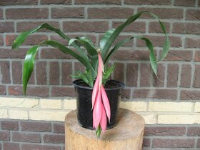 Bilbergia - pravdepodobne Billbergia Windii - 4