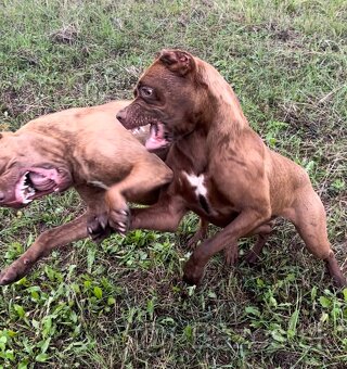 Vynimocne steniatka americky bandog s rodokmenom k rezerváci - 4