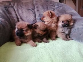 Oranžový špic-pomeranian - 4