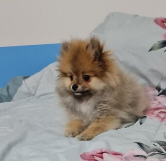 Pomeranian - 4