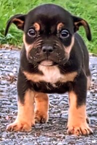 American bully pocket s PP - 4