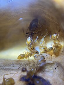 Camponotus lianghuang - 4