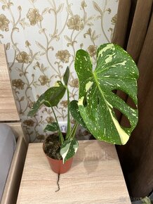 Monstera deliciosa Thai constellation - 4