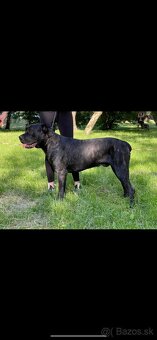 Ponúkam na krytie cane corso - 4