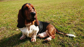 Basset Hound - 4