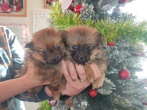 Špic oranžový pomeranian šteňatá k odberu ihneď. - 4