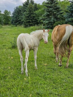 Cremello kobylka QH - 4