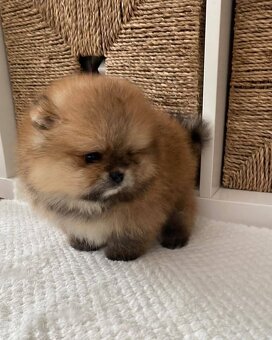 Pomeranian mini - 4