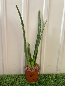 Aloe Vera - 4