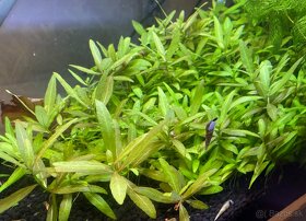 Hygrophila polysperma Rosanervig - 4