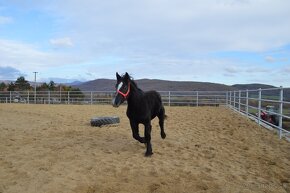 Predám ťažnú kobylu - percheron - 4