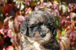 Shih-poo,Mal-schi,maltipoo - 4