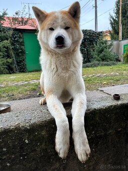 Akita inu na krytie , párenie - 4