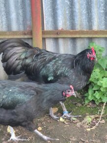 Australorpka araucana plymutka - 4