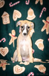 Whippet, vipet - 4