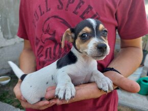 Jack Russel teriér - 4