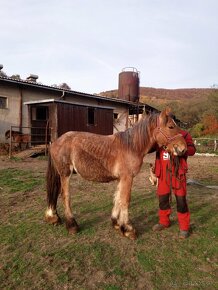 Predám ťažného koňa - 4