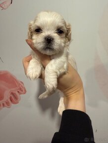 Shih-tzu s PP, Shih tzu, Shi tzu, si cu - 4