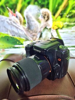 Sony a100, Canon eos 400d + speedlite 380ex - 4