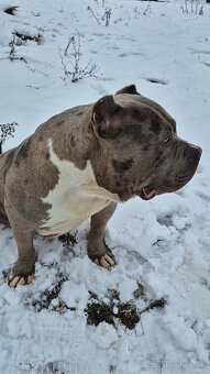 American bully xl - 4