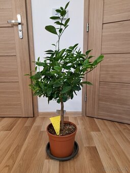 Calamondin mandarínkovník - 4