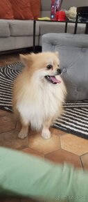 Pomeranian - 4