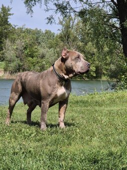 American bully - 4