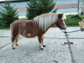 Predám mini horse, pony - 4