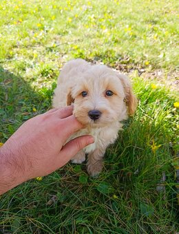 Maltipoo (Pudel + malteze) - 4