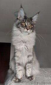 MAINE COON - mainská mývalia s PP - 4