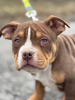 American Bully Classic/ standart - 4