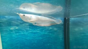 Arowana silver - 4