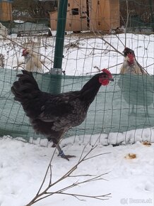 Australorp modry - 4