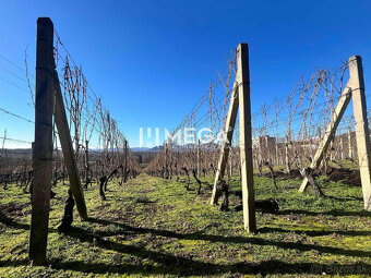 Na predaj chata s vinicou a 2 pivnicami, obec Viničky-Zajačí - 4