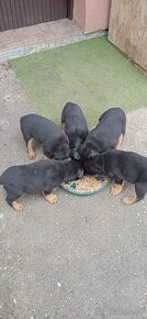 Rottweiler , RTW - 4