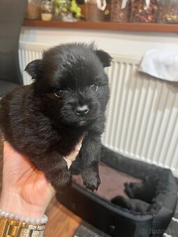 Mini pomeranian do 2,5 kg - 4