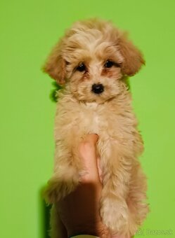 Maltipoo - 4