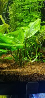 Cryptocoryne Pontederiifolia - 4