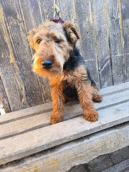 Welsh terrier - 4