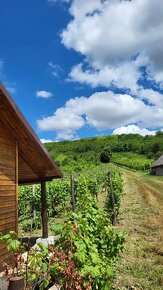 Znížená Na predaj vinica s chatkou  Štúrovo Hegyfarok - 4