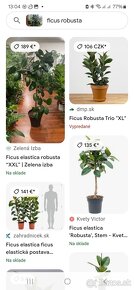 Ficus - 4