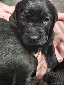 Cane corso/retríver-darujem šteniatka - 4