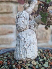 Plectranthus ernestii sukulentny bonsai - 4