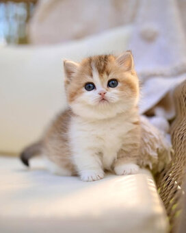 Scottish Folds Kittens k dispozícii - 4