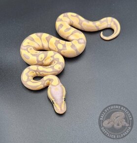 Python Regius  - Ball Python - 4