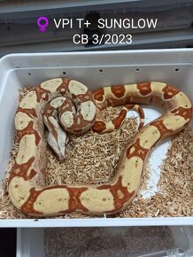 Boa Constrictor VPI T+ - 4