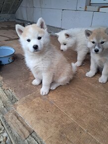 Akita inu+Husky - 4