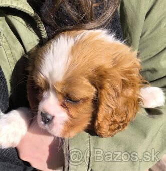 Cavalier, Cavalier king charles spaniel, kavalier - 4